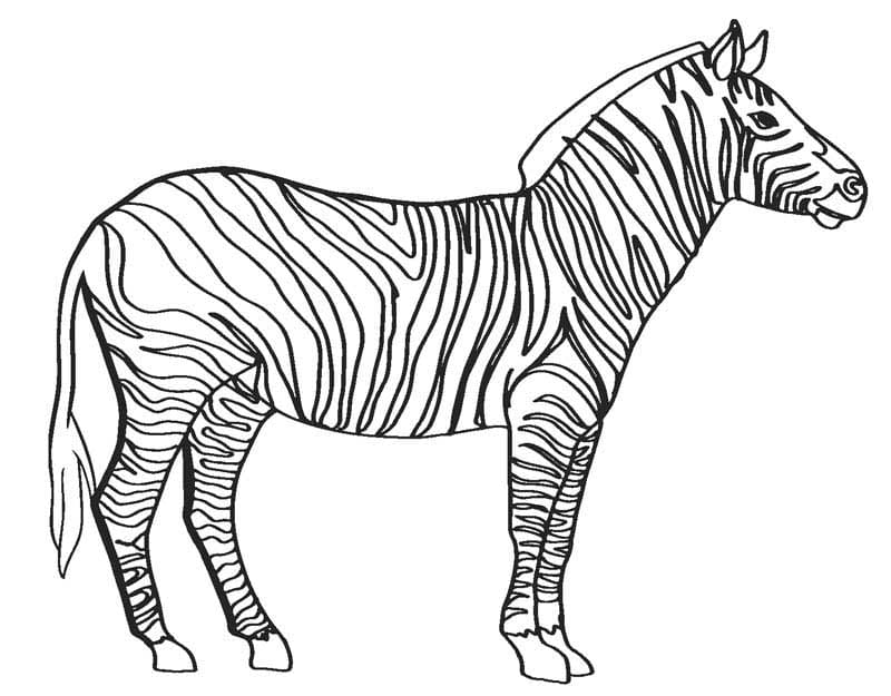 Stampa Zebra da colorare