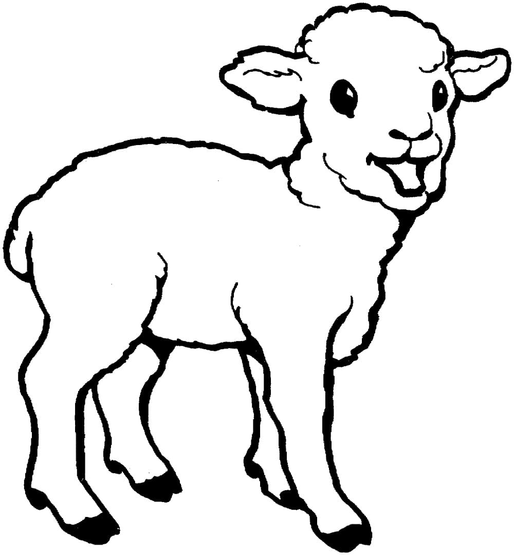 Un agnello 