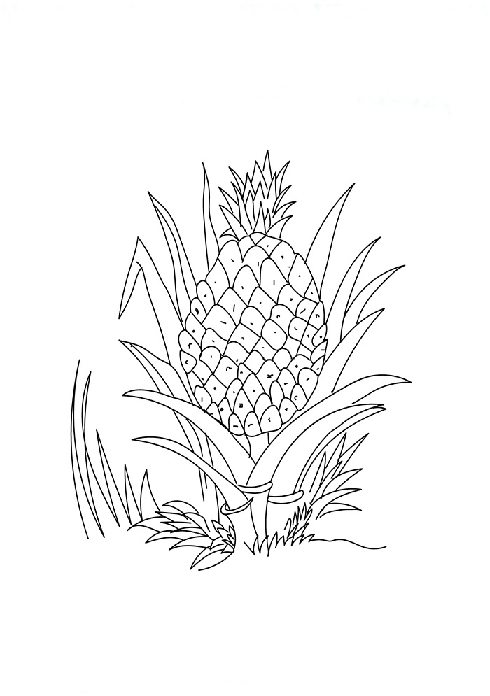 Un ananas maturo da colorare
