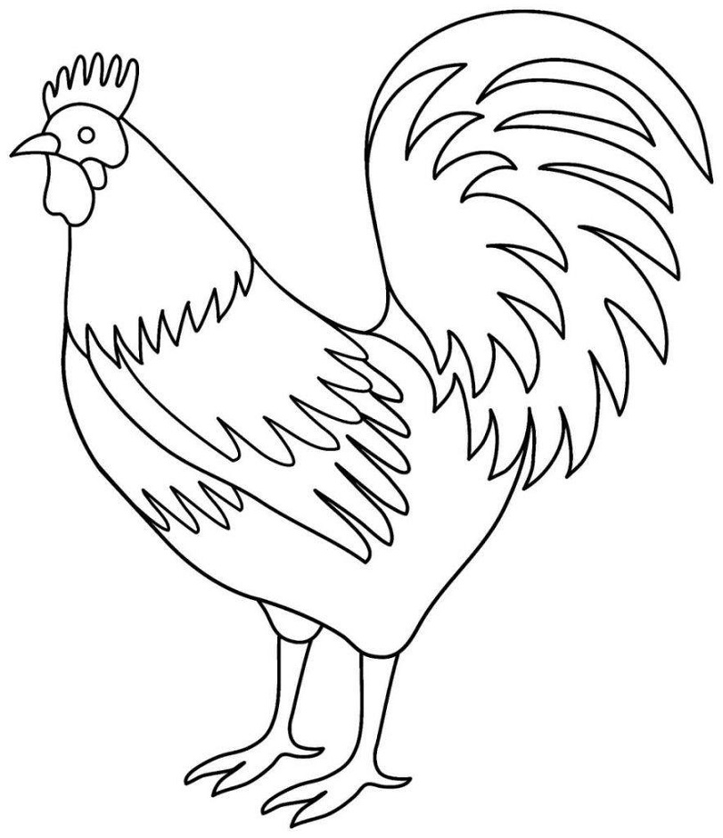 Un Gallo da colorare