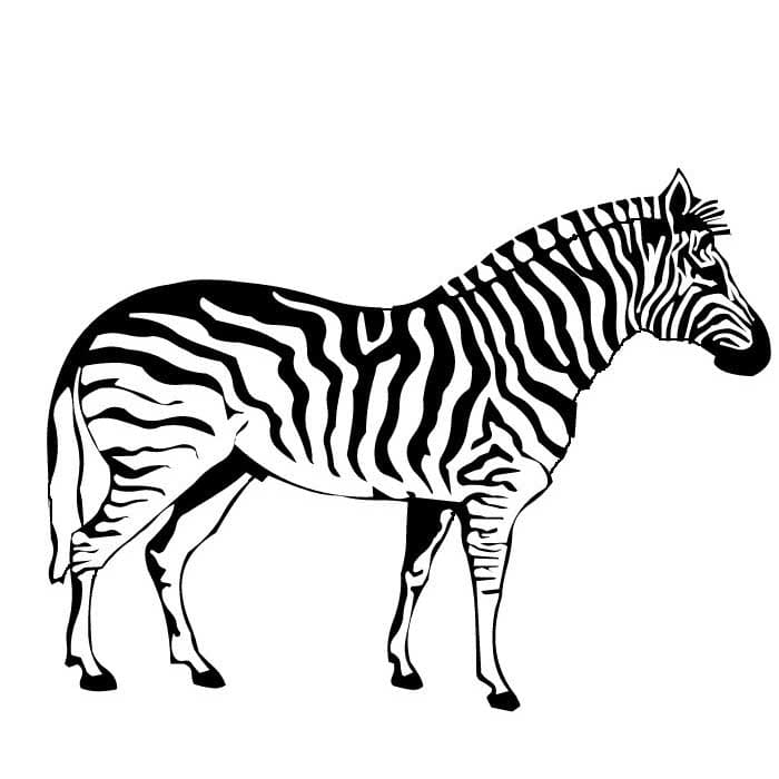 Zebra di stampa gratuite da colorare