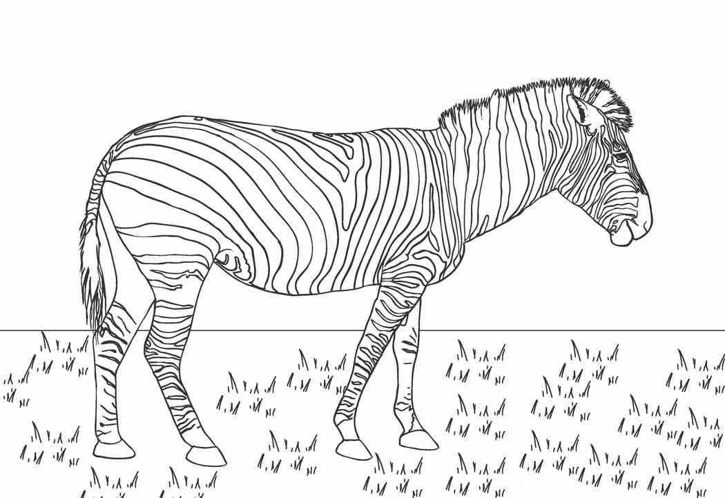 Zebra Immagine HD da colorare