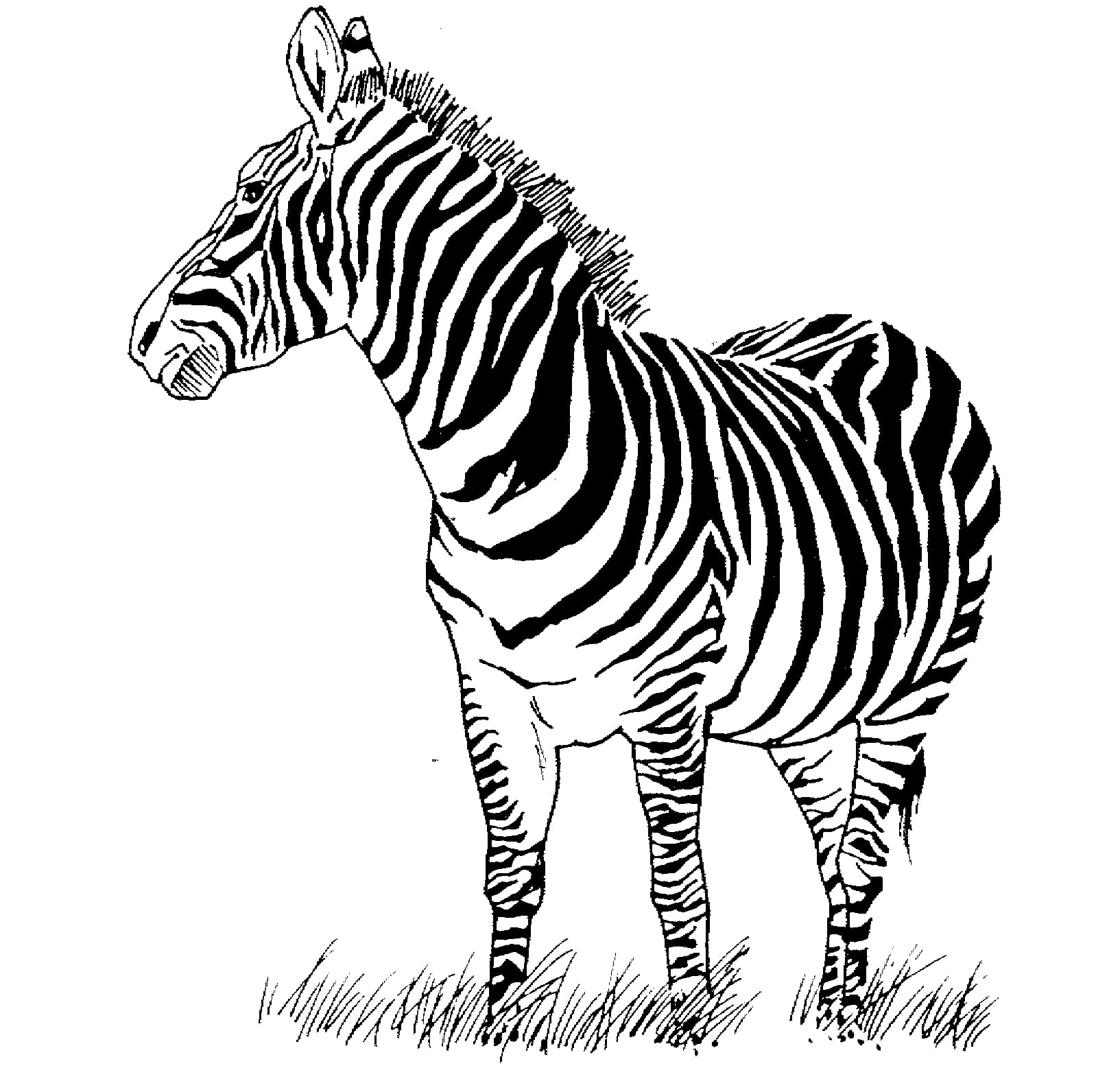 Zebra stampabili gratis da colorare