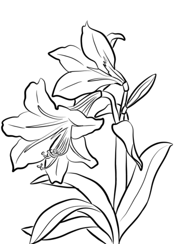 1527065262_amaryllis-coloring-page 