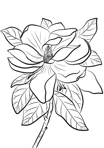 1527069114_magnolia-grandiflora-coloring-page 