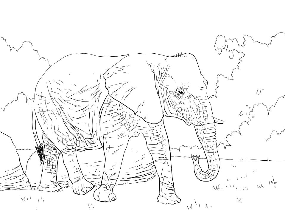 African Bush Elephant coloring page 