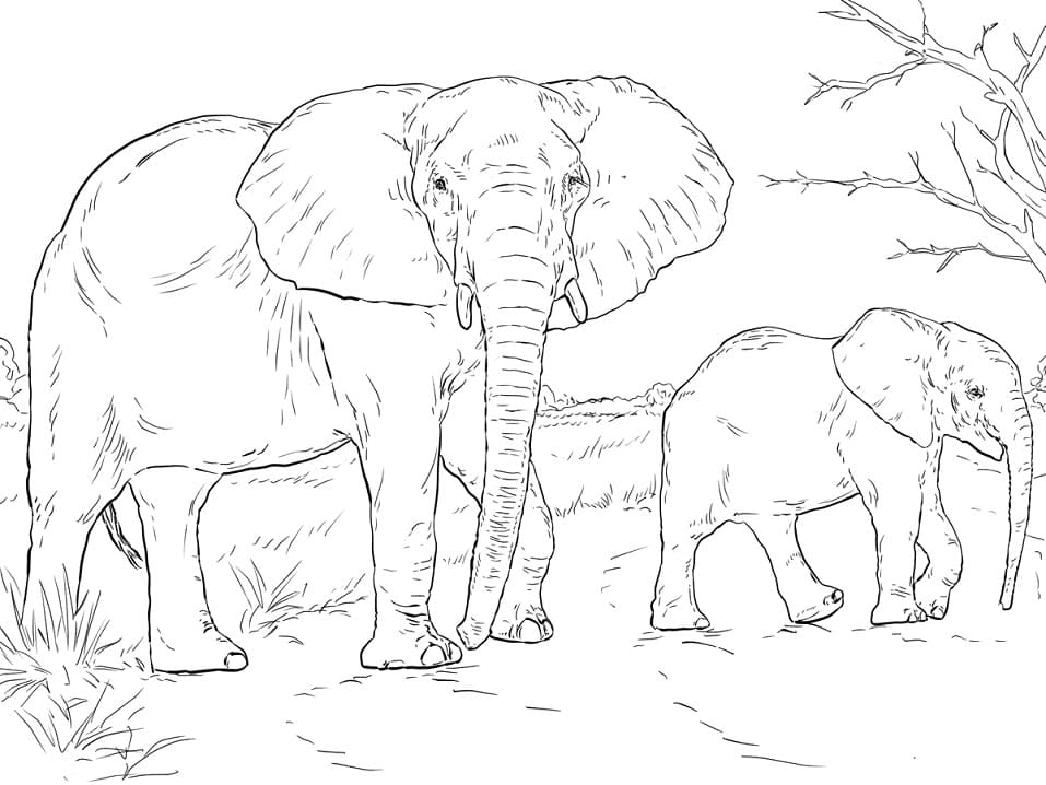 African Elephants coloring page 