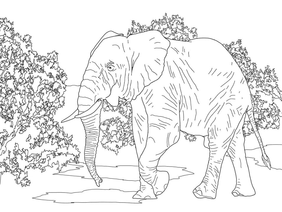 African Forest Elephant 1 coloring page 