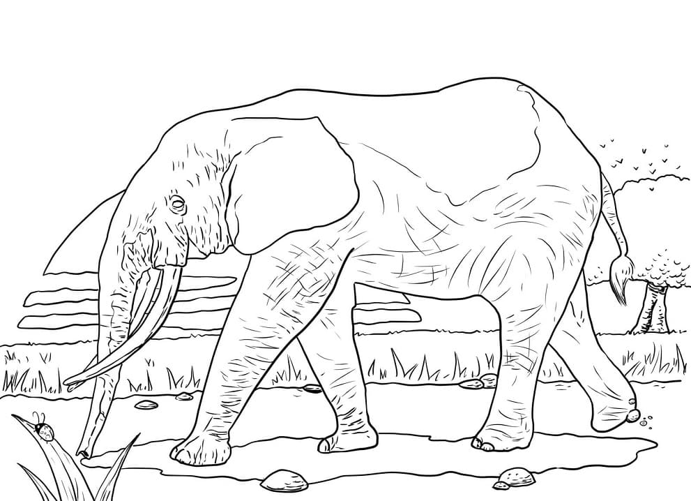 African Forest Elephant coloring page 