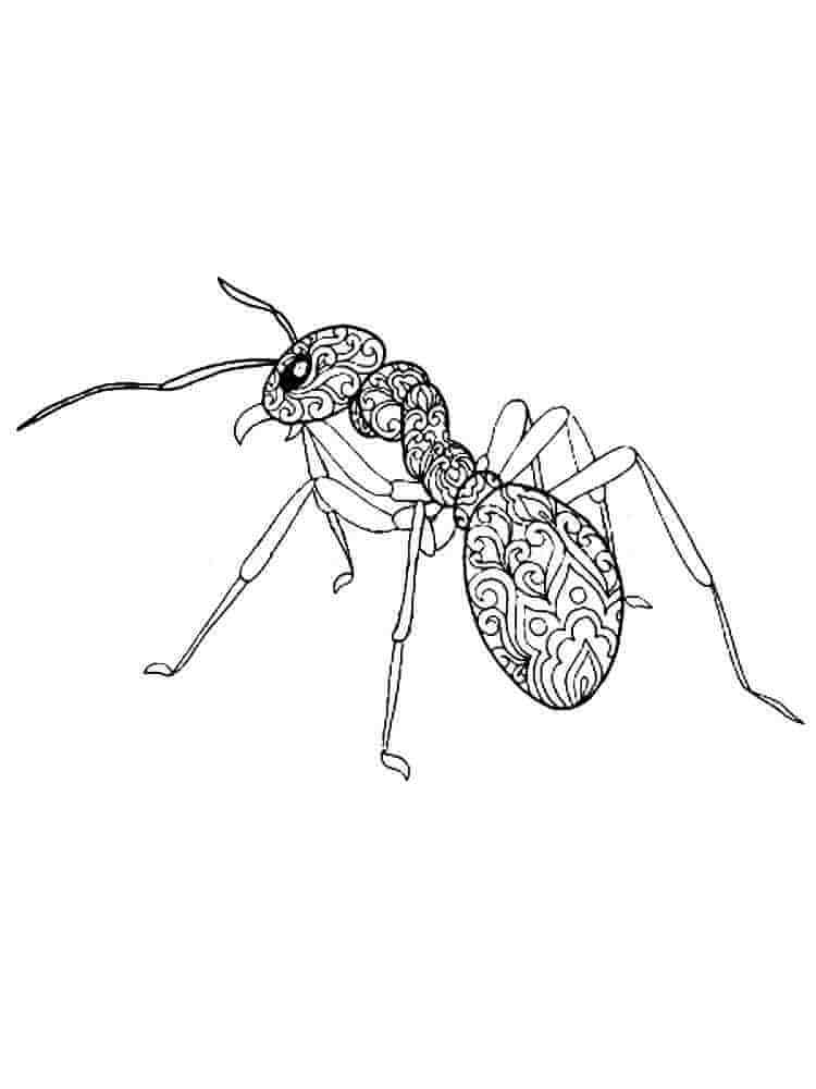 Ant è per adulto da colorare