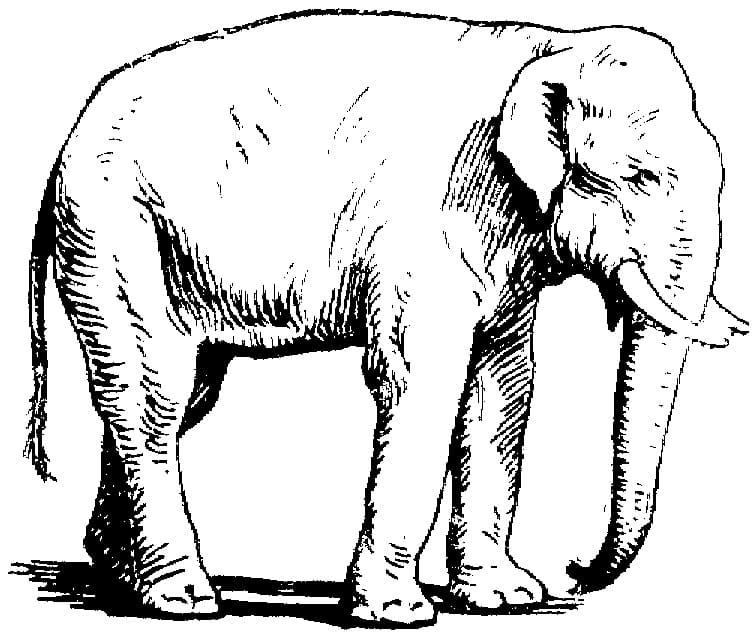 Asian Elephant coloring page 