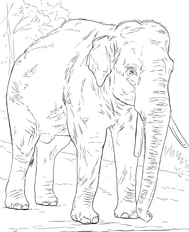 Asiatic Elephant coloring page 