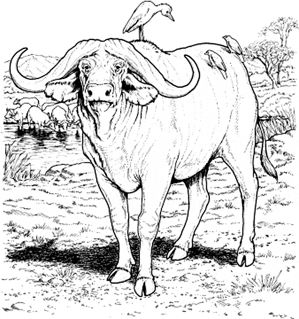 Aspetto da bufalo da colorare