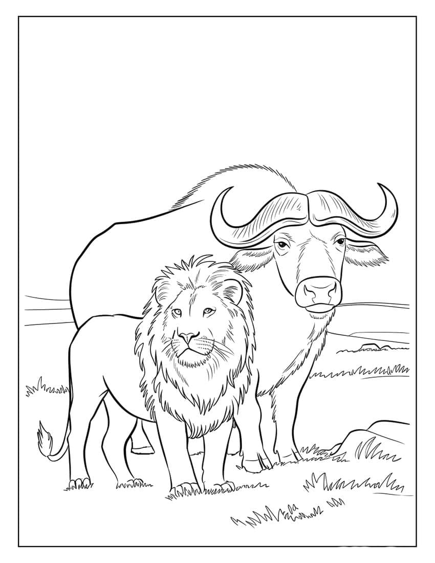 Bufalo e leone da colorare
