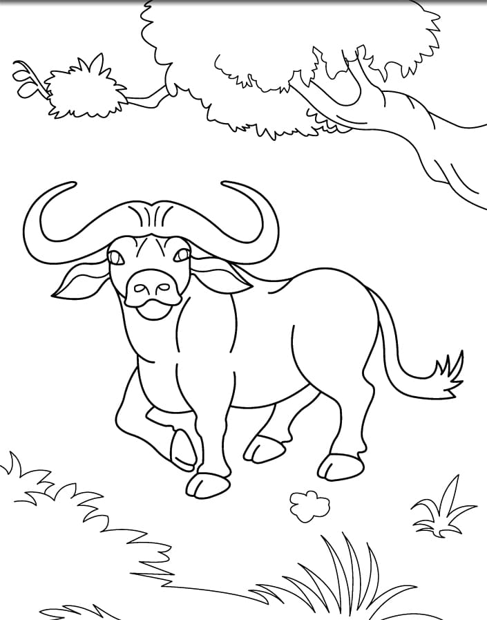 Bufalo gratis per i bambini da colorare