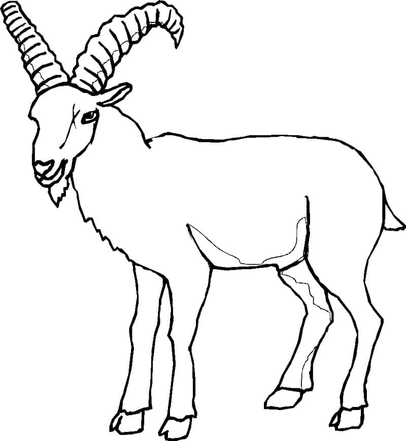 Capra per bambini da colorare