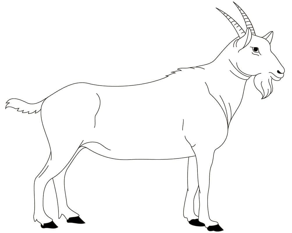 Disegno di capra da colorare