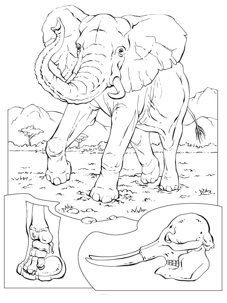 Elephant 1 coloring page 