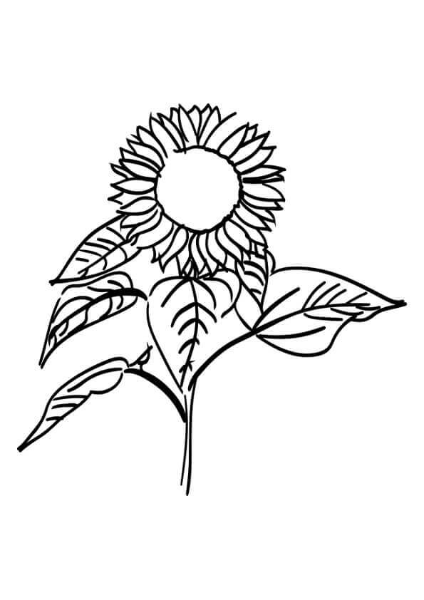 Girasole di Disegno di Base da colorare