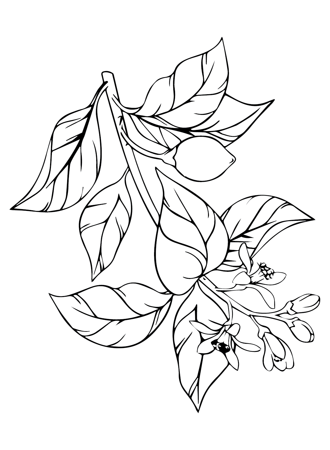 Immagini Limoni da colorare