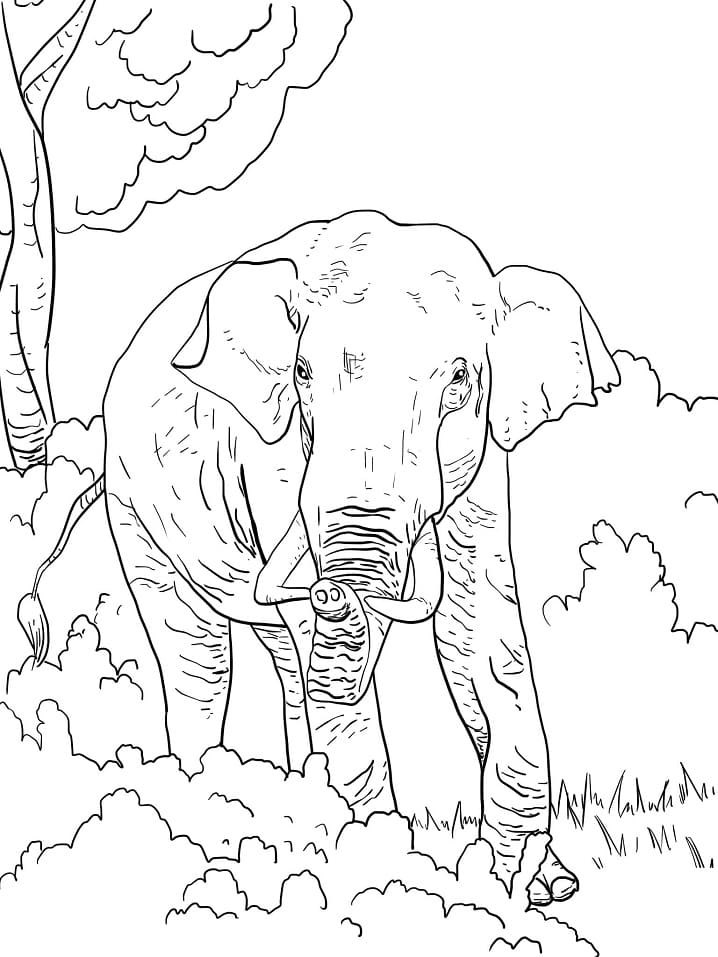 Indian Elephant coloring page 