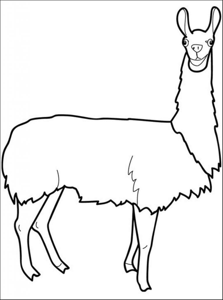 Lama libero da colorare