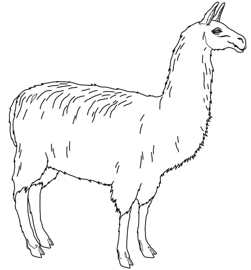 Lama realistico da colorare