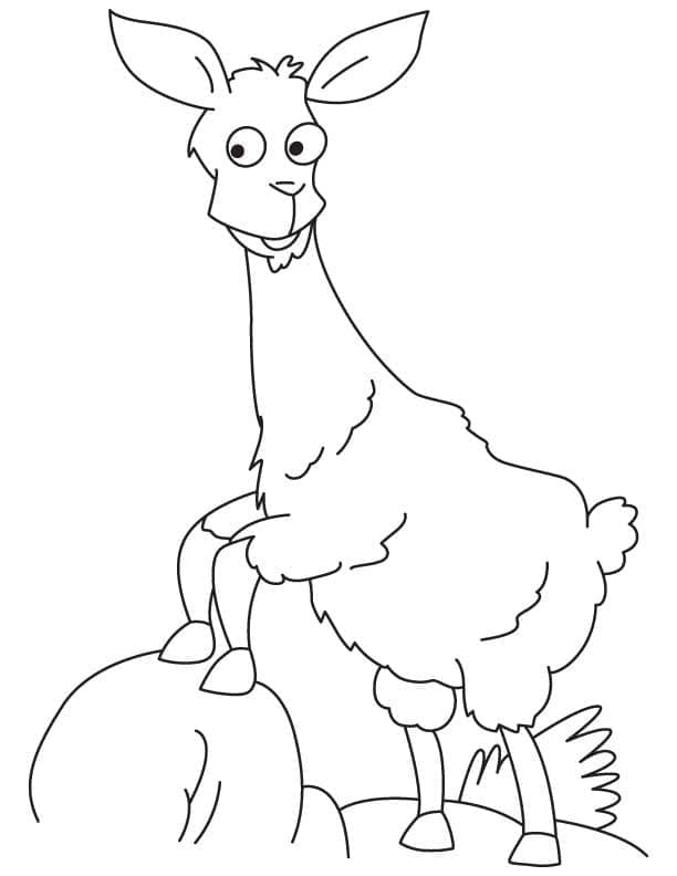 Lama sulla roccia da colorare