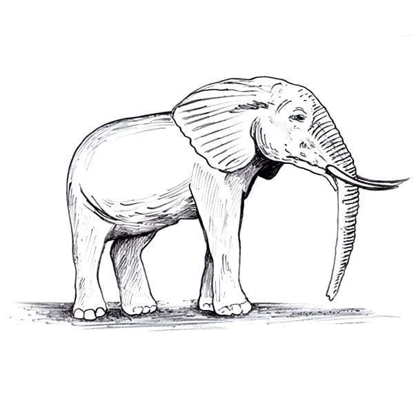 Old Elephant coloring page 