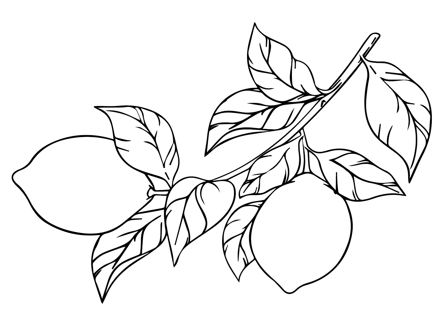 Ramo di limoni da colorare