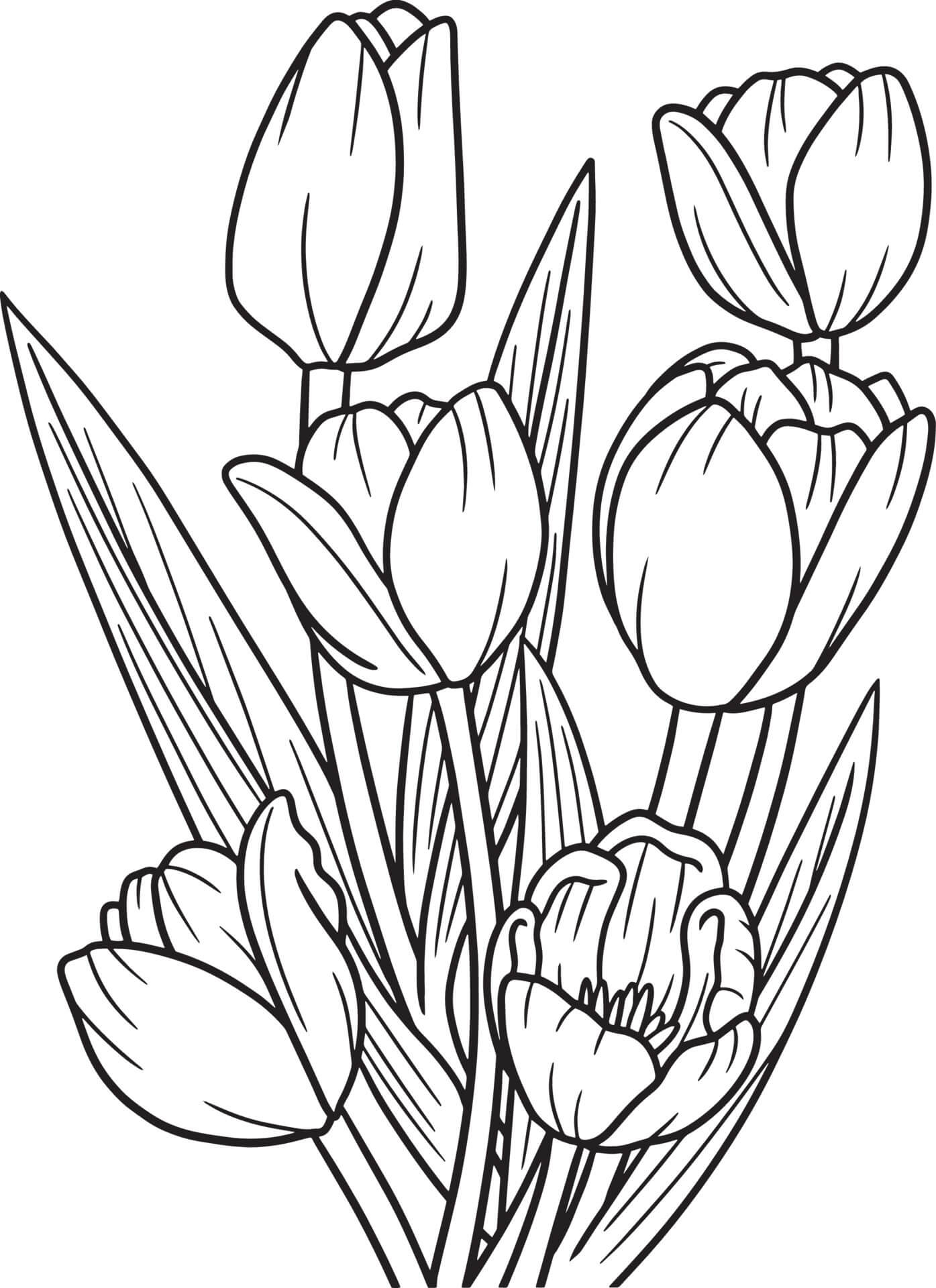 Tulipani