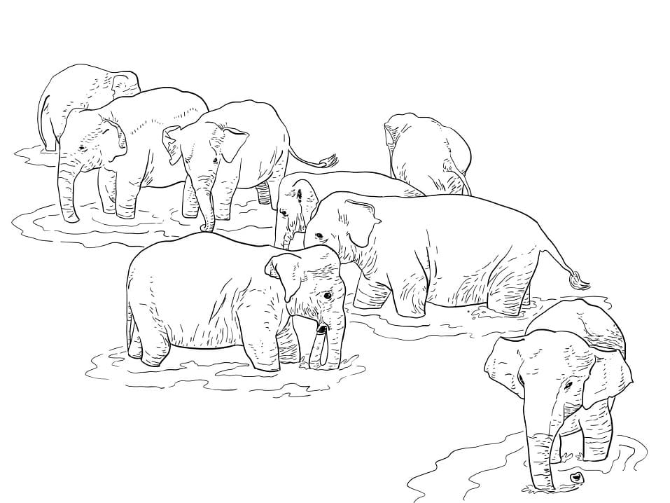 Shri Lanka Elephants coloring page 