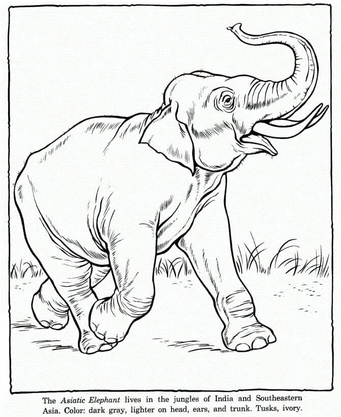 The Asiatic Elephant coloring page 