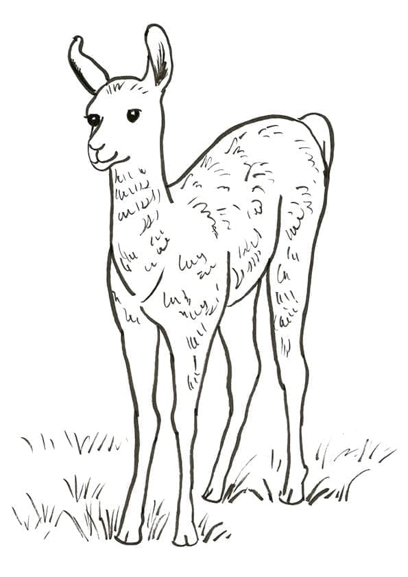 Un cucciolo di lama da colorare