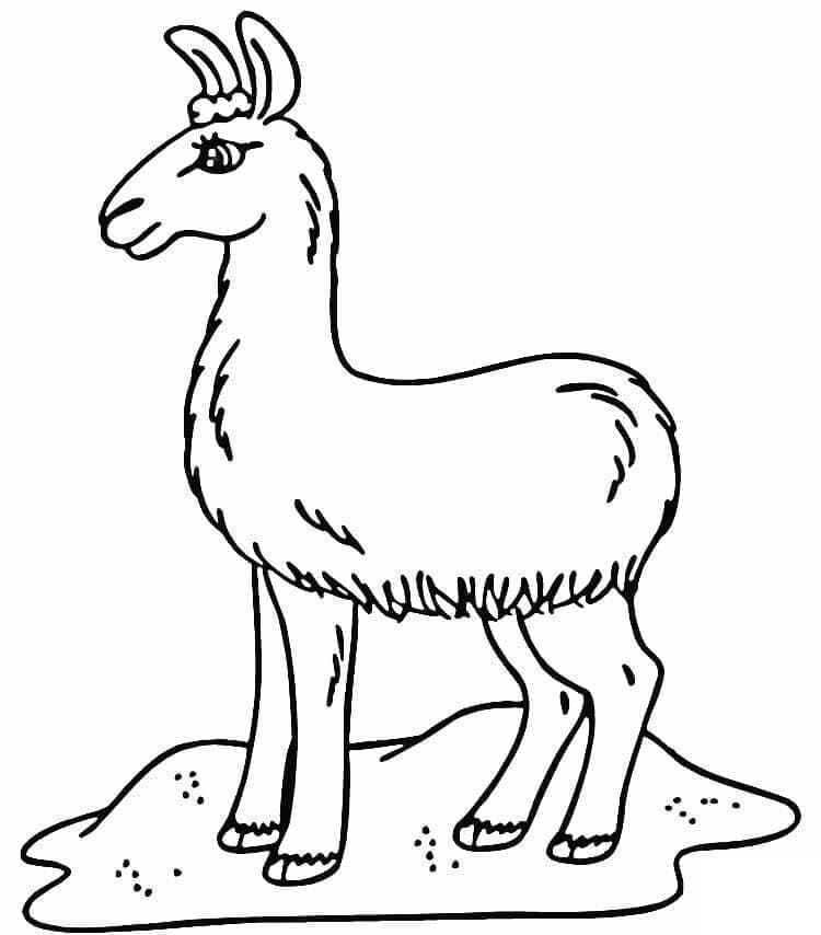 Un lama da colorare