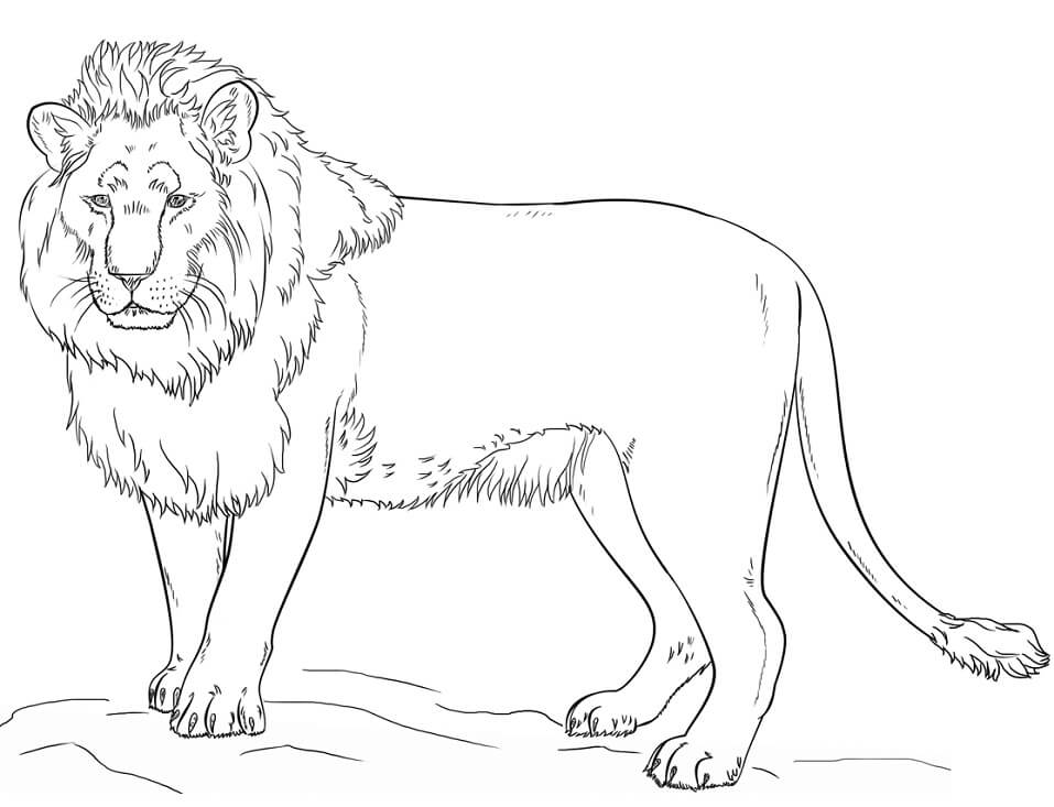 Desenhos de Agradável Leão para colorir