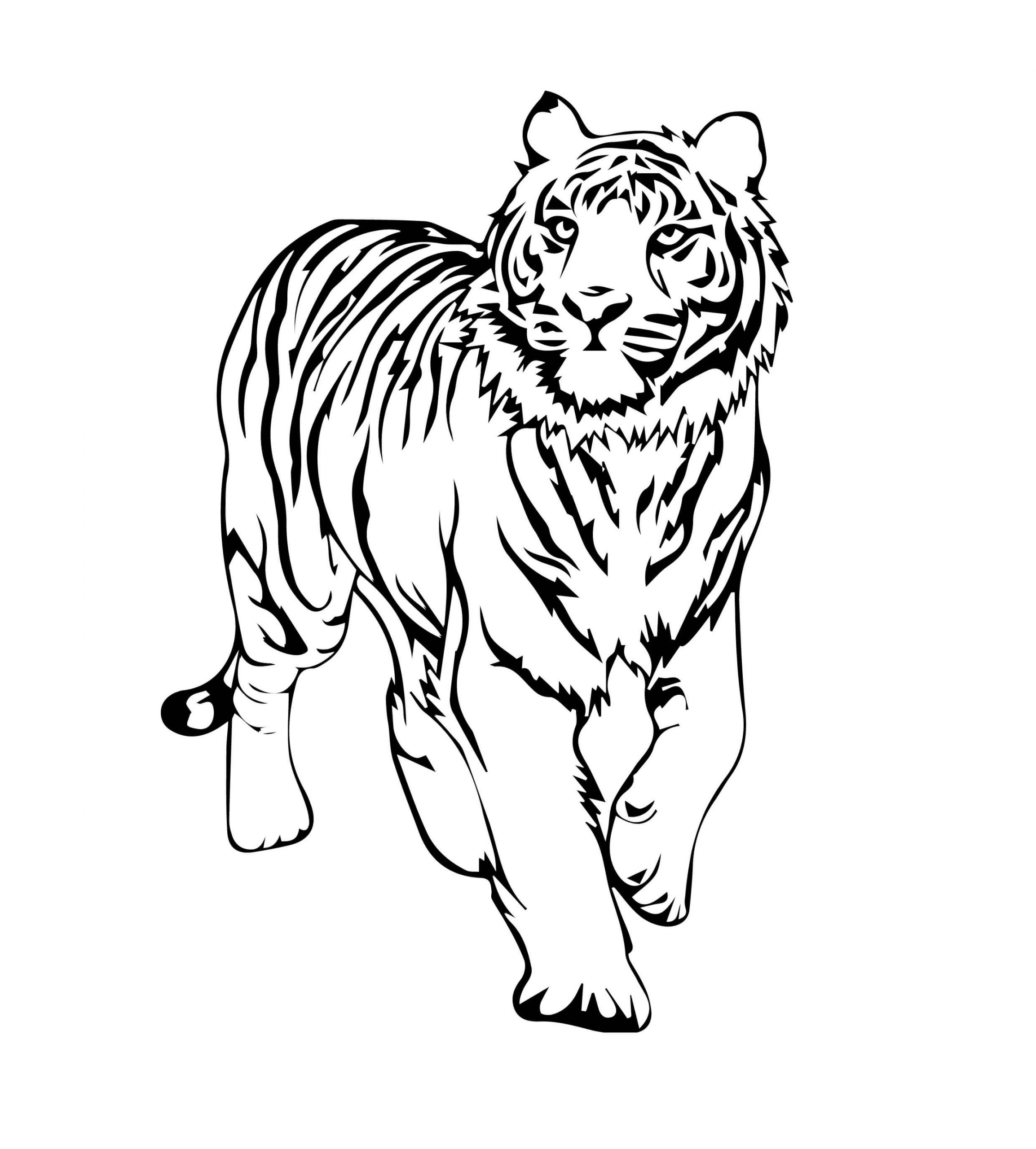 Desenhos de Caminhada Básica do Tigre para colorir