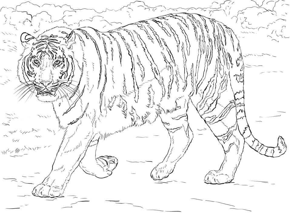 Desenhos de Caminhada do Tigre para colorir