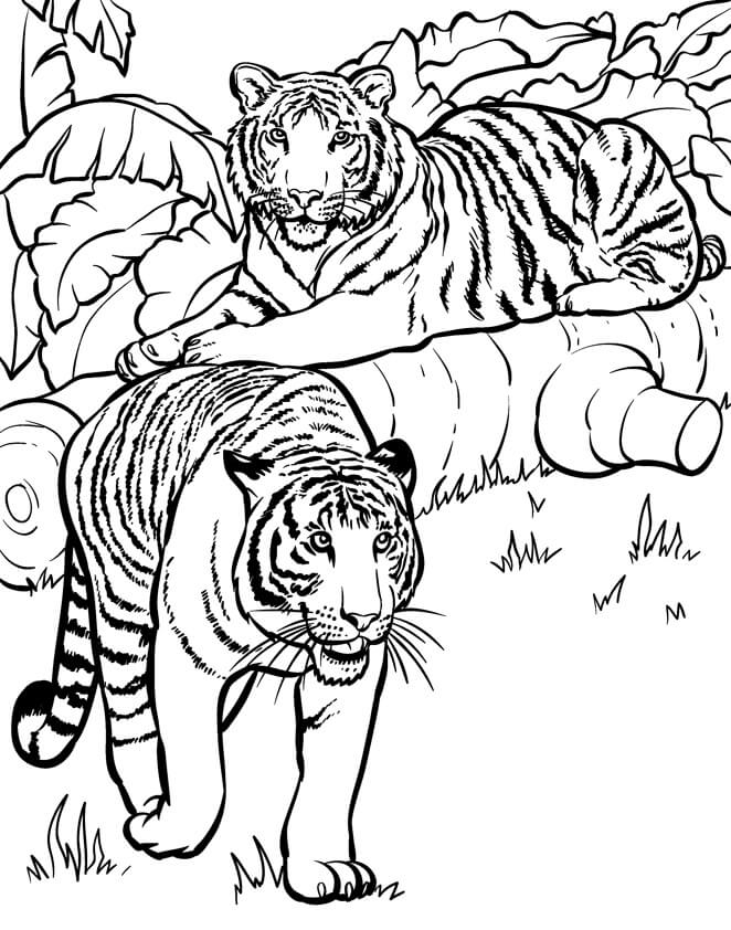 Desenhos de Dois Tigres na Selva para colorir