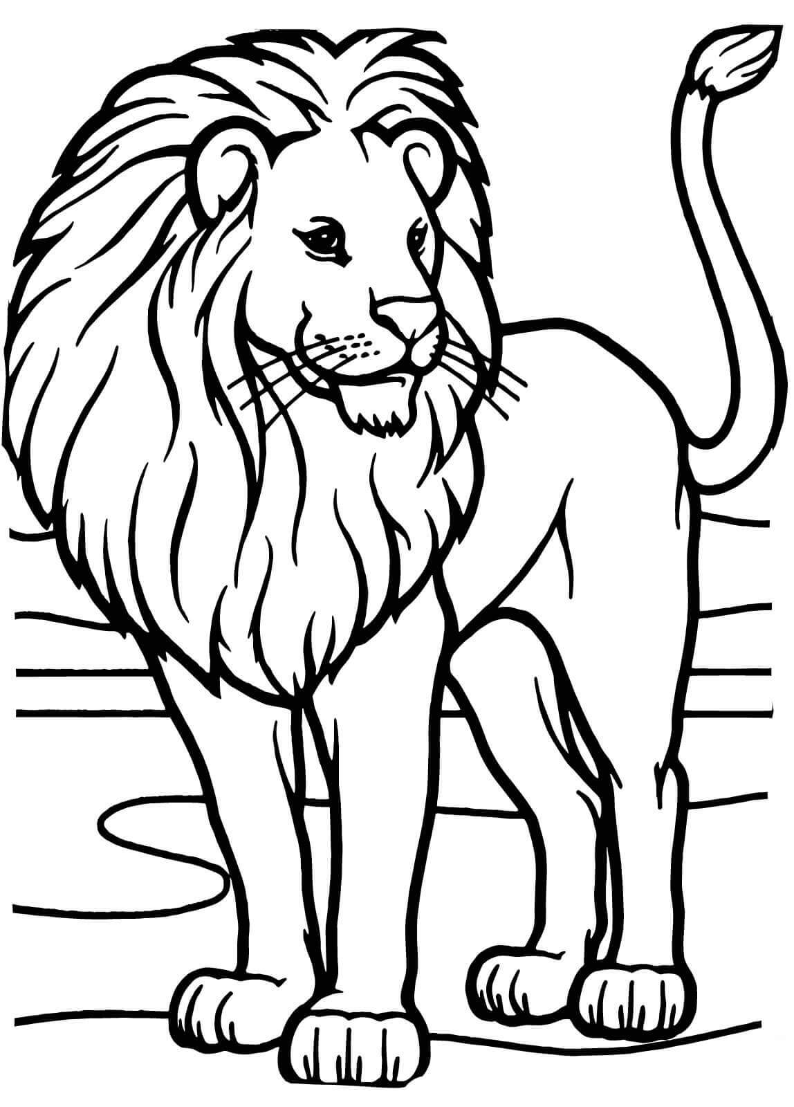 Leão Africano para colorir