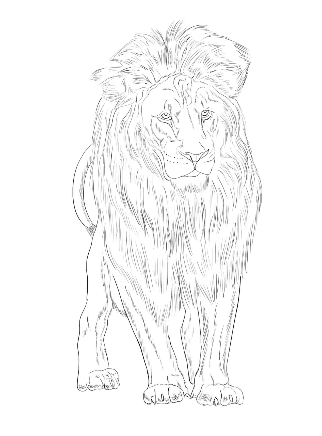 Leão do Congo para colorir