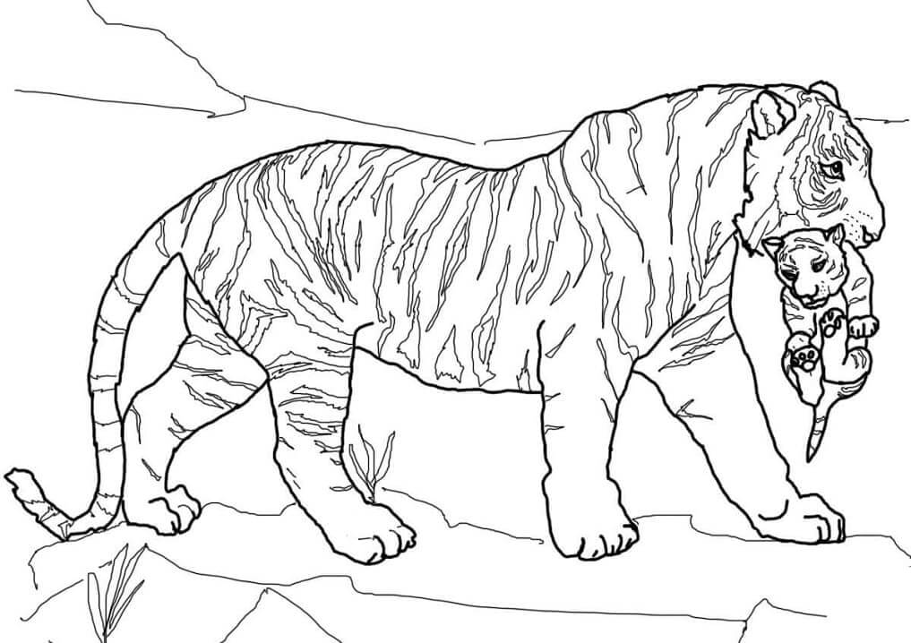 Mãe Tigre e Bebê Tigre para colorir