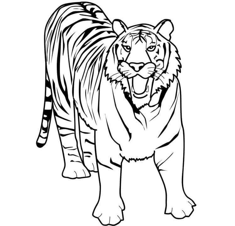 Desenhos de Tigre Básico para colorir