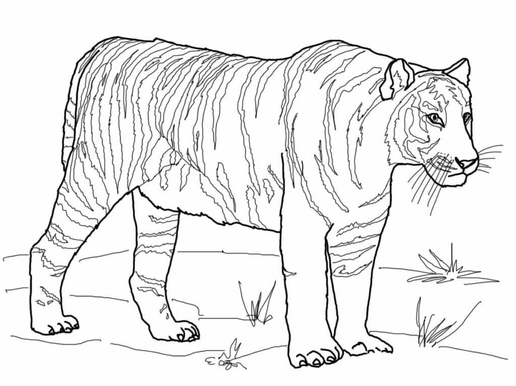 Tigre Incrível para colorir