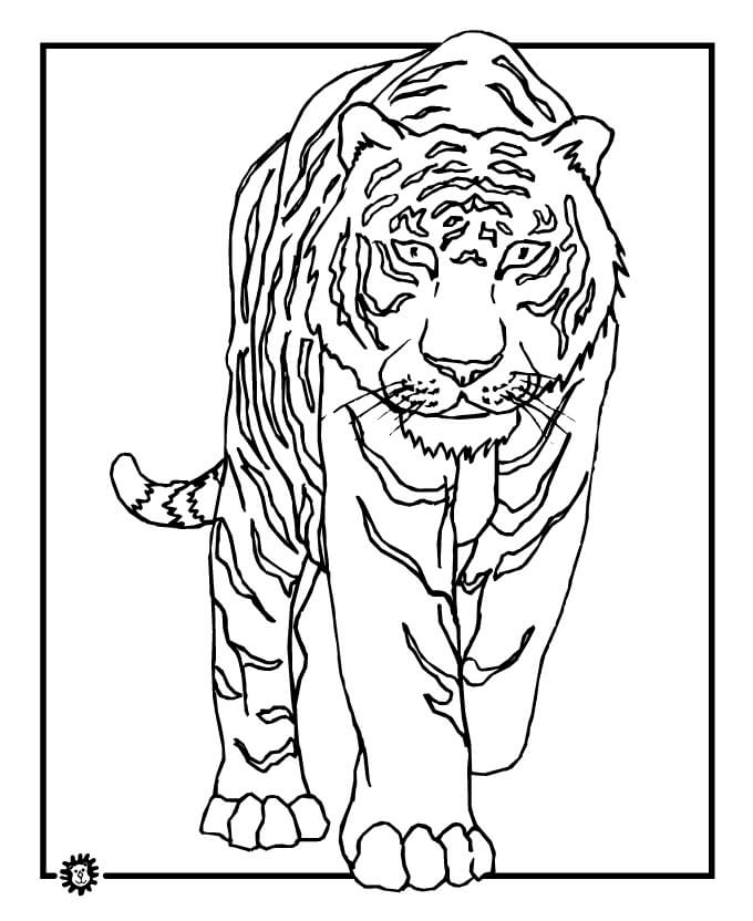 Tigre Selvagem para colorir