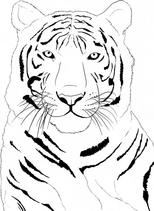 Tigre Siberiano para colorir