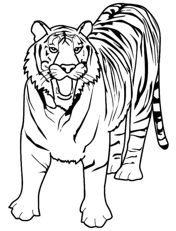 Tigre de Bengala para colorir