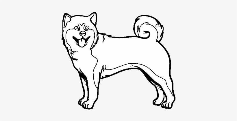 Desenhos de Cão Akita para colorir