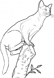 Desenhos de Gato Abissínio para colorir