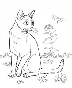 Desenhos de Gato Bombay para colorir